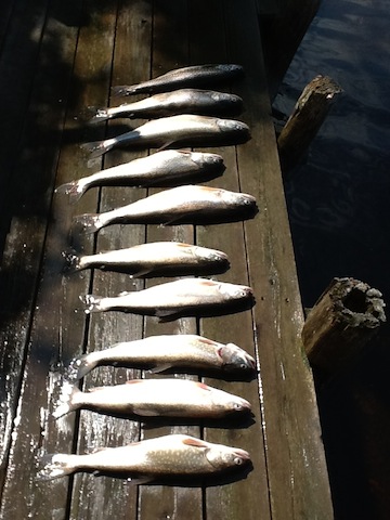 Fish on dock